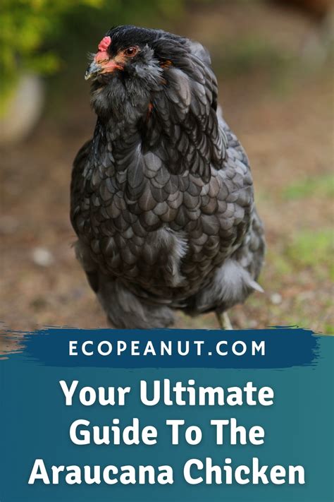Araucana Chicken Breed: Everything You Need To .